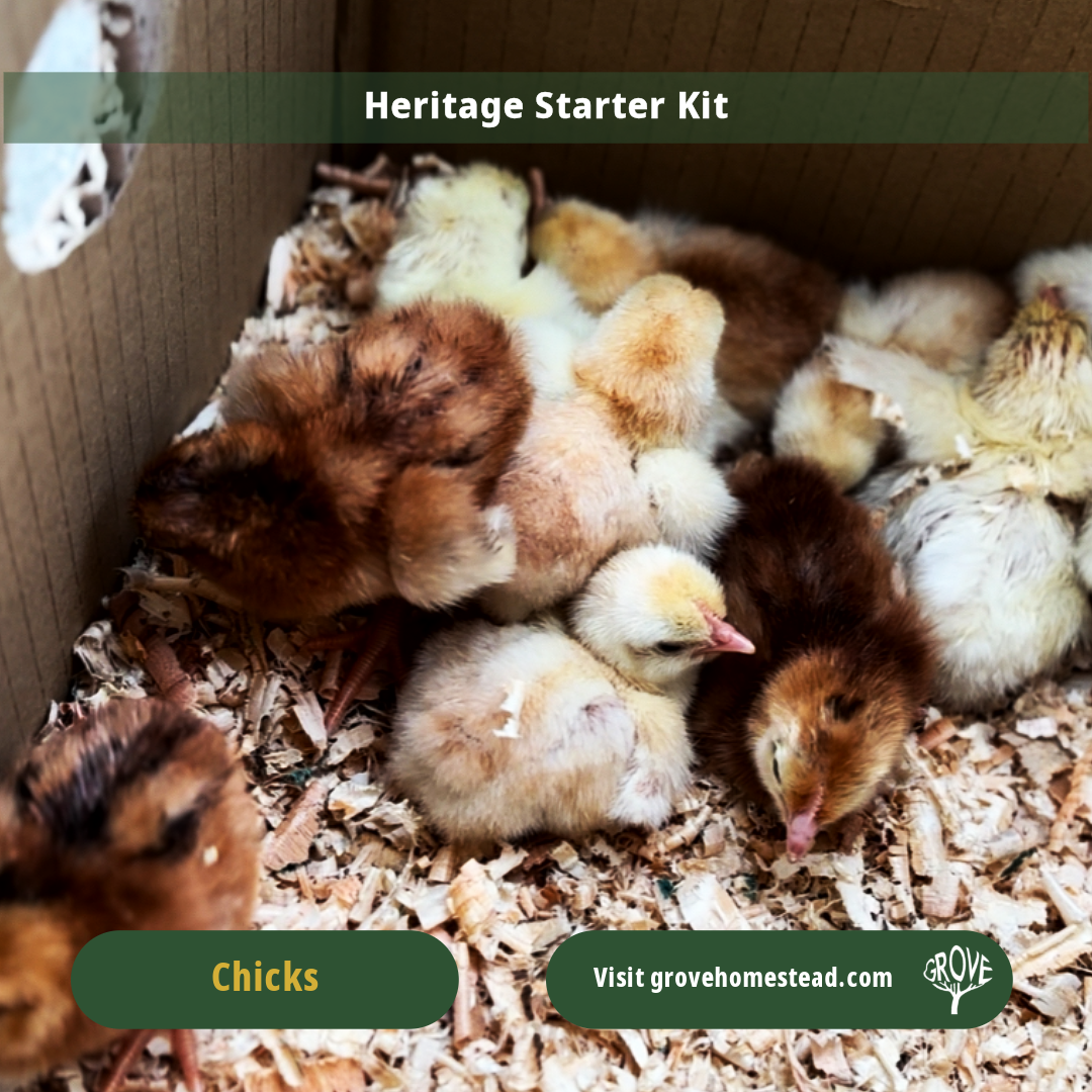 Heritage Chick Starter Kit