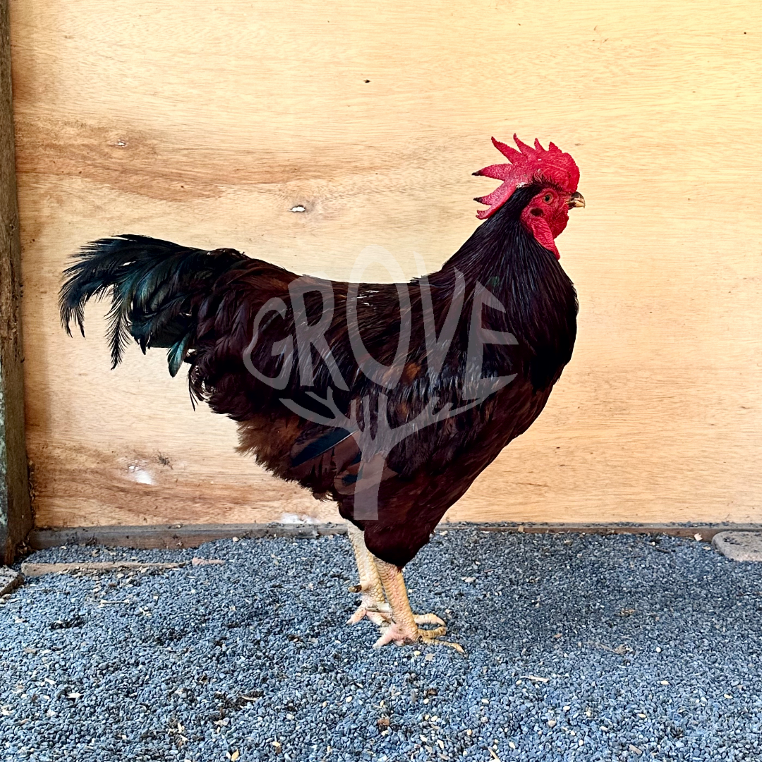 Rhode Island Red Dark Mahogany (Grove Champion Line)
