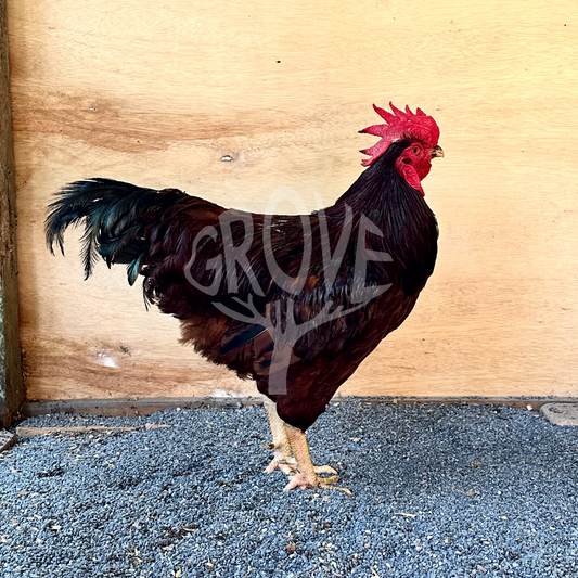 Rhode Island Red Dark Mahogany (Grove Champion Line)