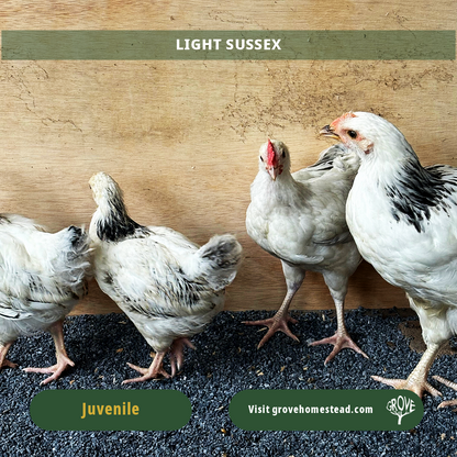 Light Sussex – Purebred Dual-Purpose Chick