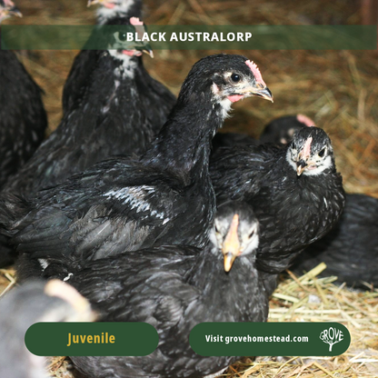 Black Australorp