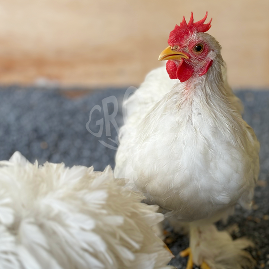 Pekin, Cochin Bantam, and Mini Cochin chickens are small, fluffy, and friendly breeds perfect for ornamental gardens, backyard flocks, and homesteads. Known for their gentle nature and compact size, these chickens are ideal for hobbyists and small spaces.