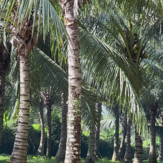 Coconut Plantation Melaka