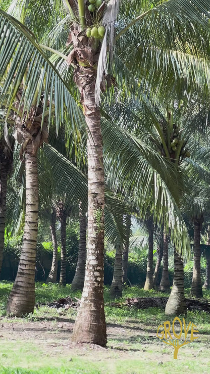 Coconut Plantation Melaka