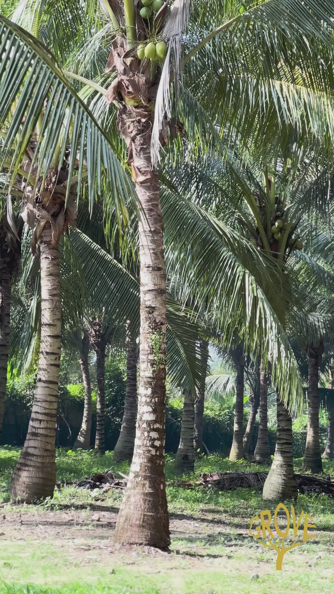 Coconut Plantation Melaka