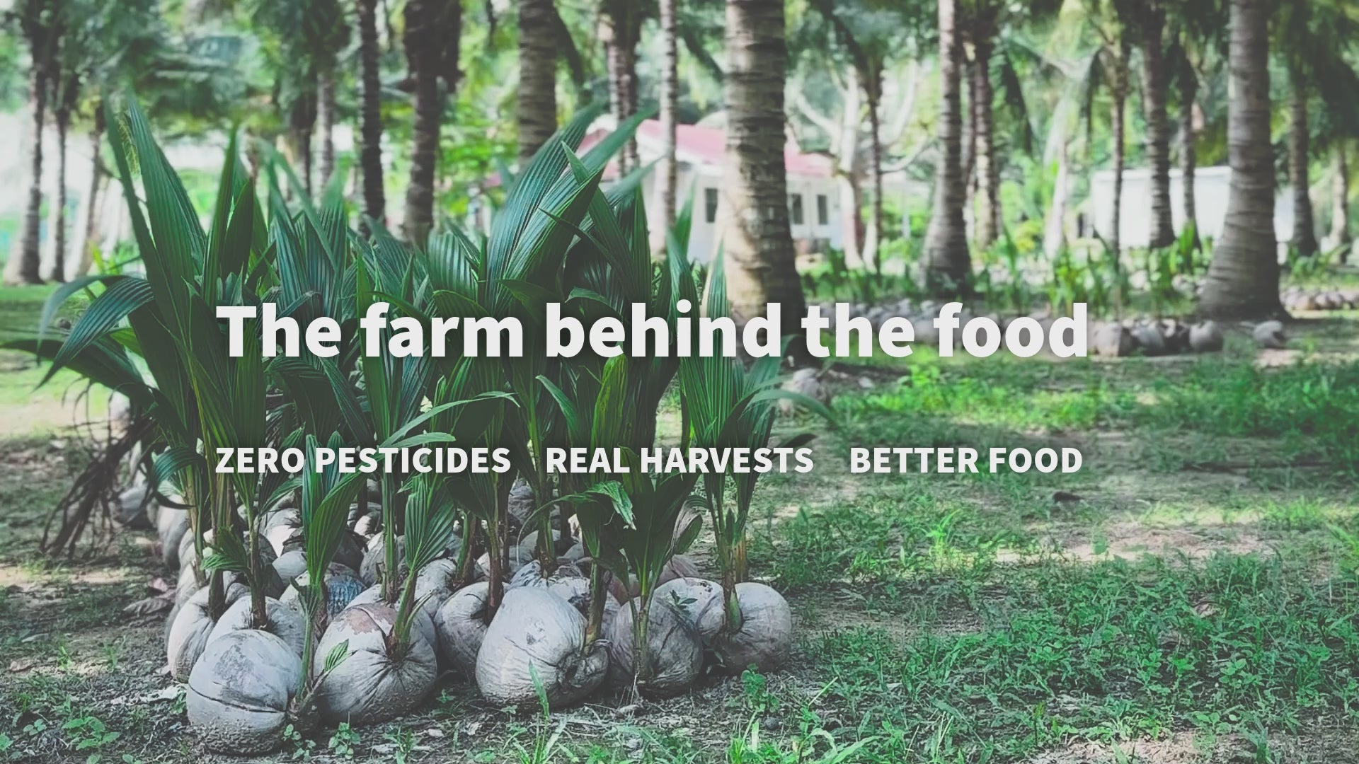 Load video: A beautiful coconut plantation using sustainable agriculture, from mature tree to seedlings