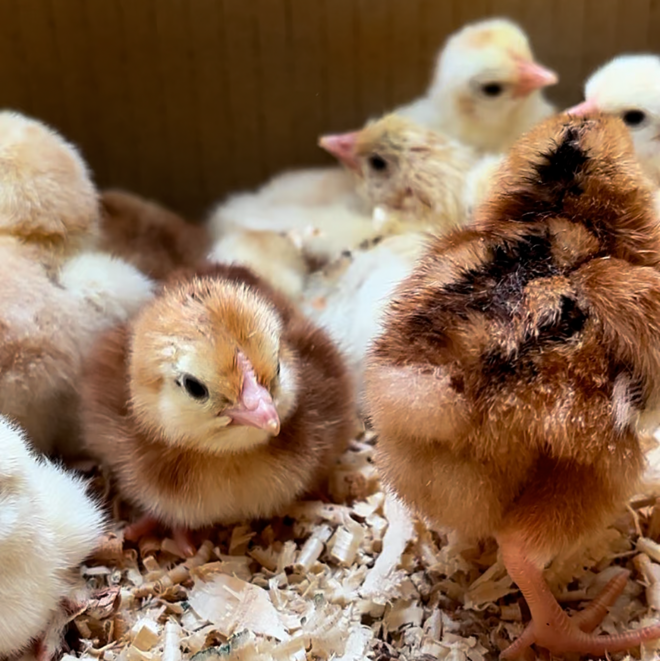 Group of baby chicks in a wooden enclosure